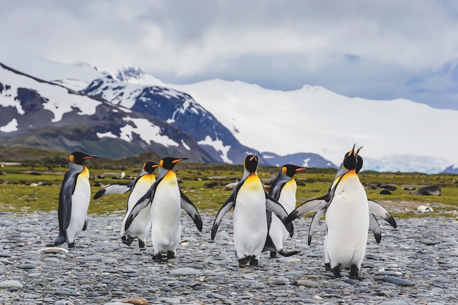 Falklands