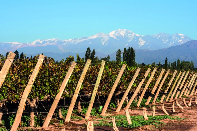 Los caminos del vino